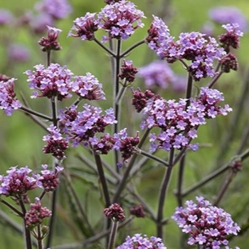 Verbena bonariensis 'Lollipop' 