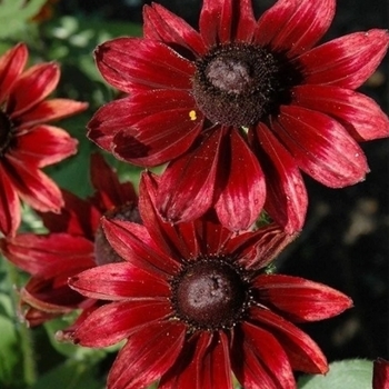 Rudbeckia hirta 'Cherry Brandy' 