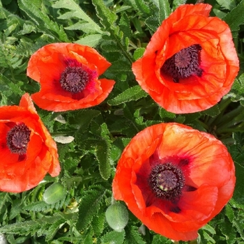 Papaver orientale 'Allegro' 