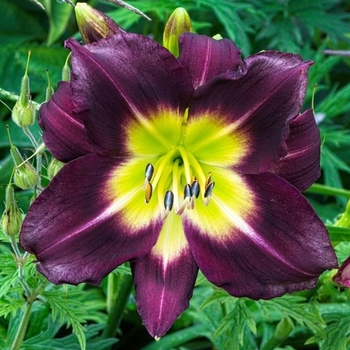 Hemerocallis 'Night Beacon' 