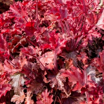 Heuchera 'Melting Fire' 