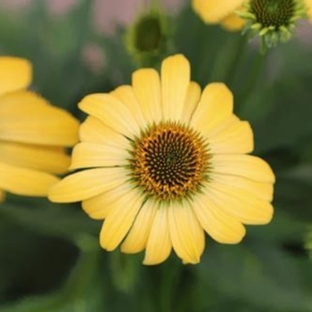 Echinacea purpurea