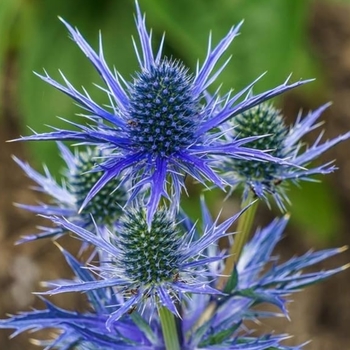 Eryngium planum 'Blue Hobbit' 