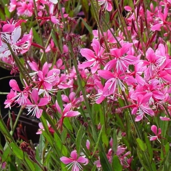 Gaura lindheimeri 'Siskiyou Pink' 