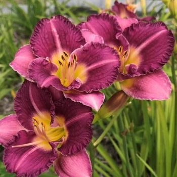 Hemerocallis 'Entrapment' 