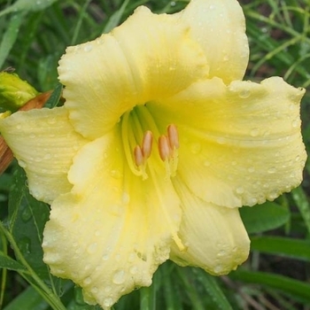 Hemerocallis 'Fragrant Returns' 