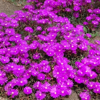 Delosperma 'Opal' PPAF