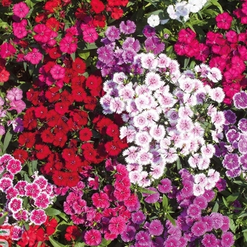 Dianthus barbatus 'Indian Carpet Mix' 