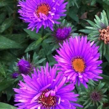 Aster novae-angliae 'Purple Dome' 