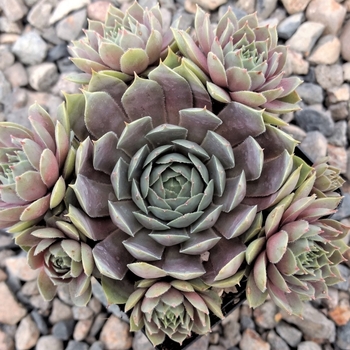 Sempervivum 'Pacific Blue Ice' 