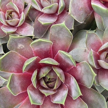 Sempervivum 'Purple Beauty' 