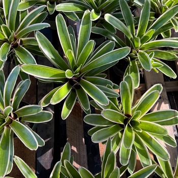 Neoregelia 'Sheba' 