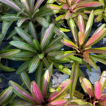 Neoregelia 'Martin' 