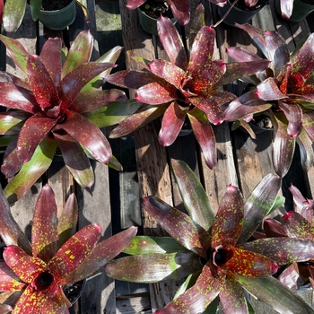 Neoregelia 'Gazpacho' 