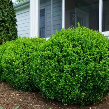 Buxus 'SB300' 