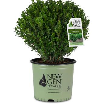 Buxus 'NewGen Freedom®' (278460)