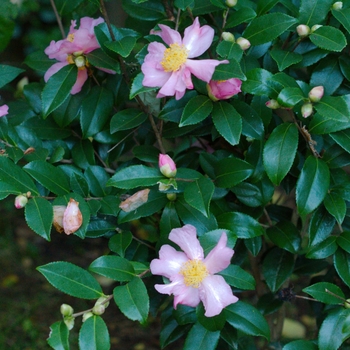 Camellia 'Winter's Star' 