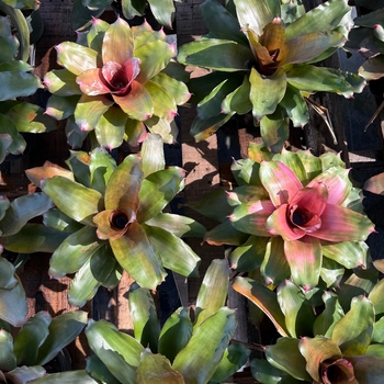 Neoregelia 'Shocking Pink' 