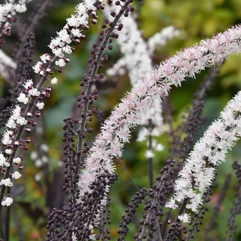 Actaea simplex 'Brunette' 