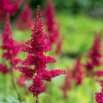 Astilbe chinensis 'Hot Pearls®' 