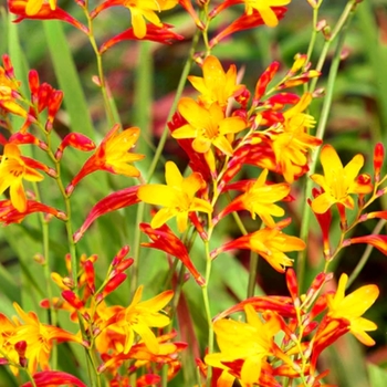 Crocosmia 'Harlequin' 