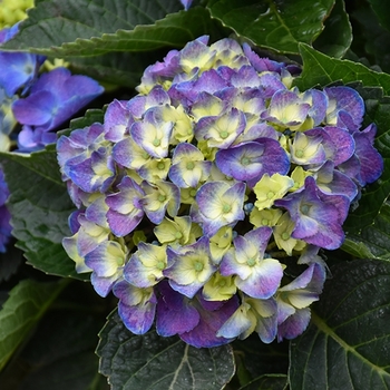 Hydrangea macrophylla 'Peacock' Zulu PP20316