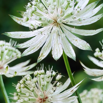 Astrantia major 'Star of Billion' 