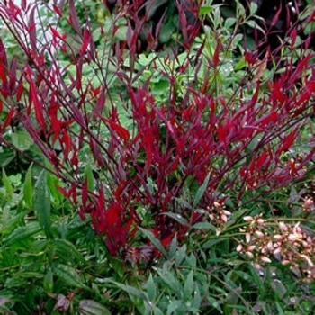 Nandina domestica 'Plum Passion' Monum PP12069