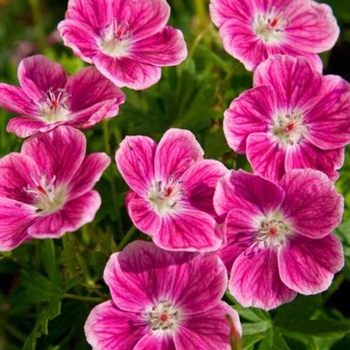 Geranium sanguineum 'Elke' 