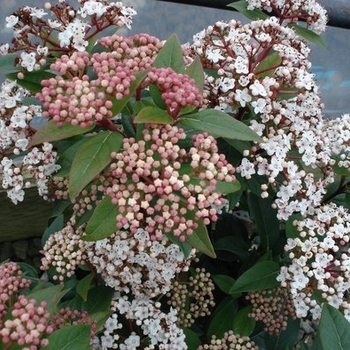 Viburnum tinus 'Spirit' 