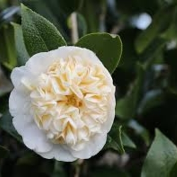 Camellia x williamsii 'Jury's Yellow' 