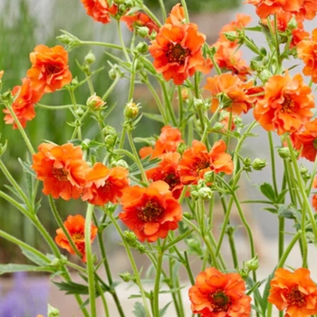 Geum 'Miss Clementine' 