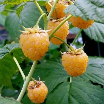 Rubus idaeus 'Honey Queen' 