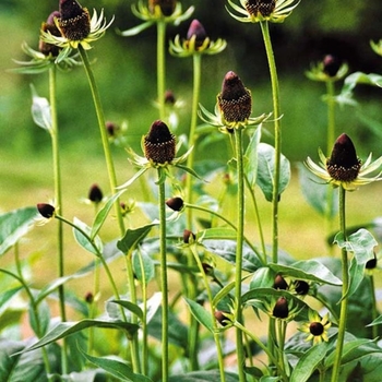 Rudbeckia occidentalis 'Green Wizard' 