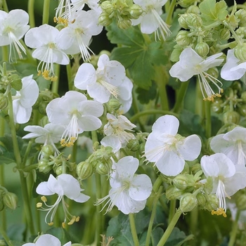 Geranium macrorrhizum 'Album' 