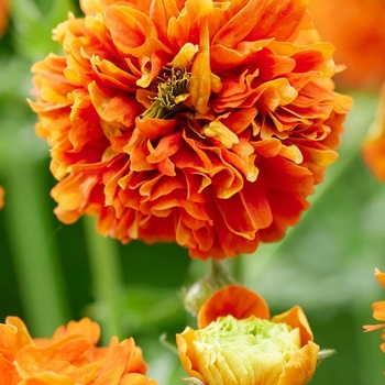 Geum coccineum