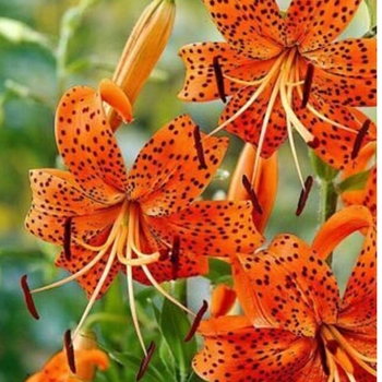 Lilium lancifolium 'Splendens' 