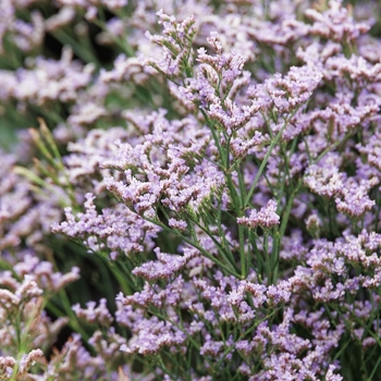 Limonium 'Dazzle Rocks' 