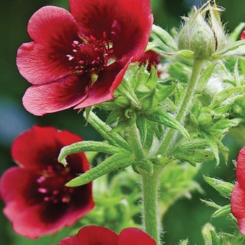 Potentilla thurberi 'Monarch's Velvet' 