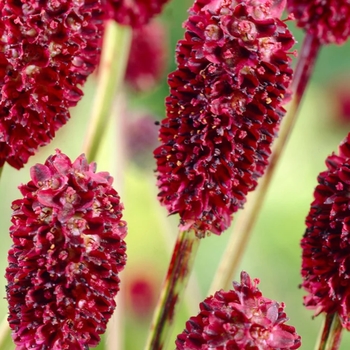 Sanguisorba 'Proud Mary' 