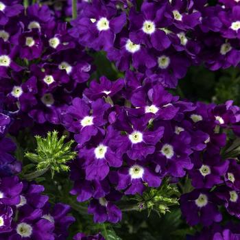 Verbena 'Blue Delicious' 