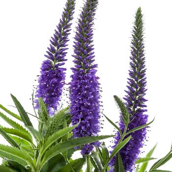 Veronica longifolia