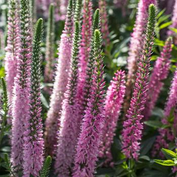 Veronica longifolia