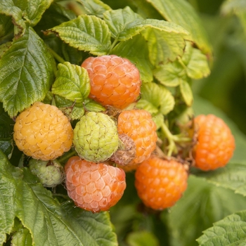 Rubus idaeus var. strigosus 'Fall Gold' 