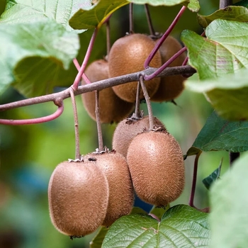 Actinidia arguta 'Jenny' 