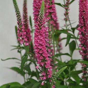 Veronica longifolia