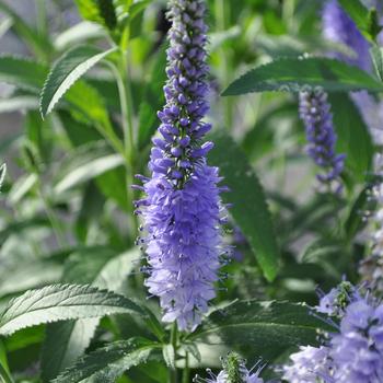 Veronica longifolia 'Shining Seas' 