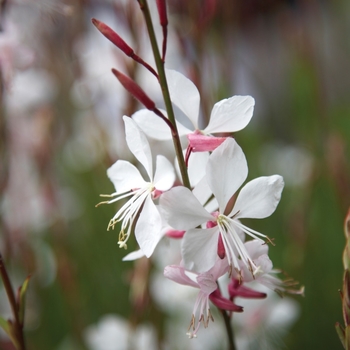 Gaura lindheimeri 'Whirling Butterflies' 