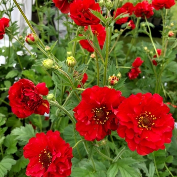 Geum 'Double Bloody Mary' 