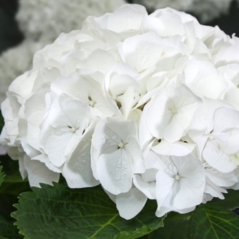 Hydrangea macrophylla 'Hortmabrid' PPAF